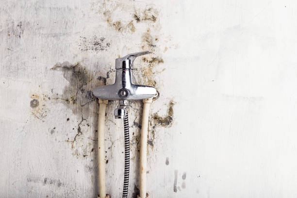 Best Emergency Mold Remediation in Hudson, TX