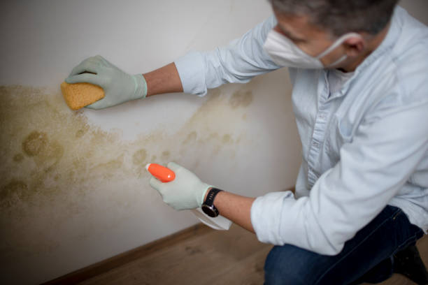 Best Commercial Mold Remediation in Hudson, TX