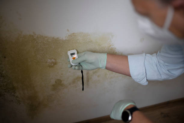 Best White Mold Remediation in Hudson, TX