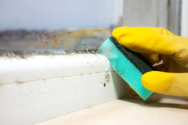 Best Attic Mold Remediation in Hudson, TX