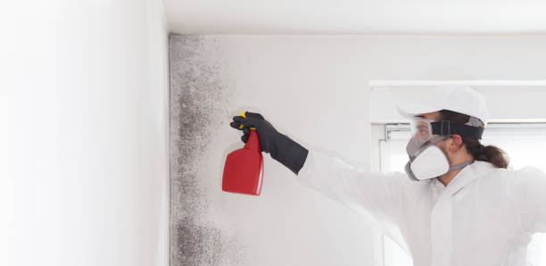 Trusted Hudson, TX Mold Remediation Experts