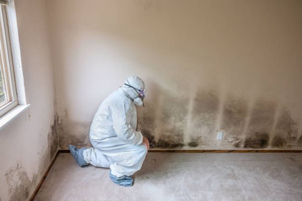 Best Industrial Mold Remediation in Hudson, TX