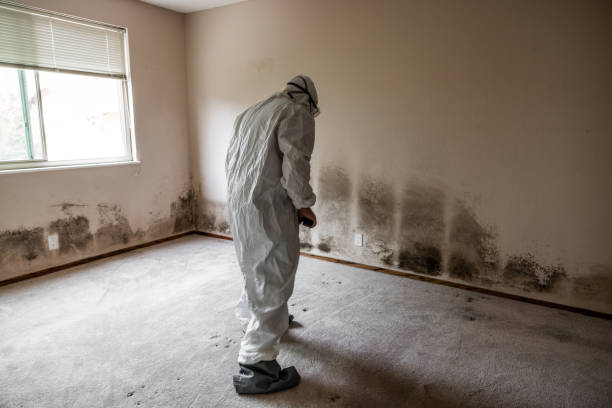 Best Insurance-Related Mold Remediation in Hudson, TX