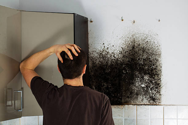  Hudson, TX Mold Removal Pros